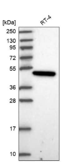 PARD6G Antibody, Novus Biologicals:Antibodies:Primary Antibodies